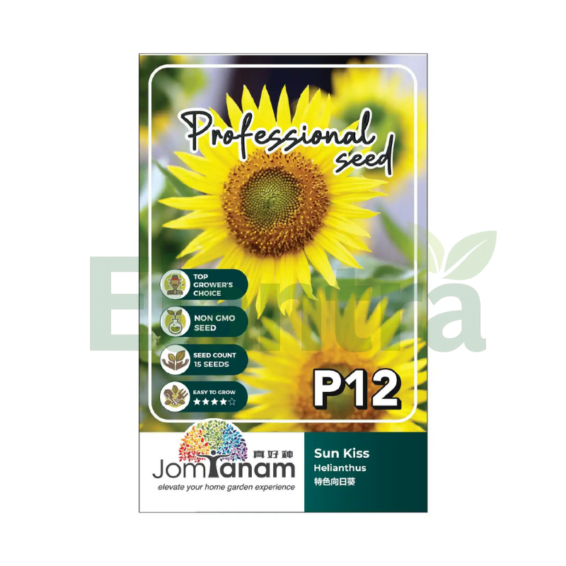 P12 HELIANTHUS